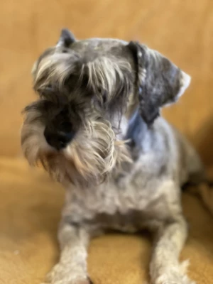 Étalon Schnauzer miniature - URSULA De la vallée sacré