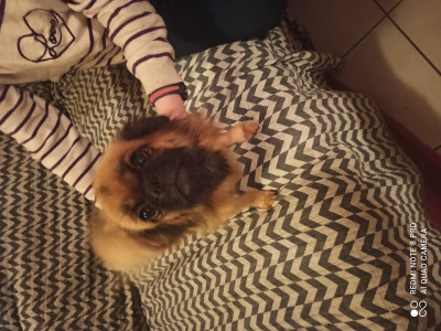 Étalon Epagneul tibetain - Skully Criando Do Paraiso Canino