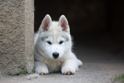 Étalon Siberian Husky - Ariette Oleson of Artic Ocean