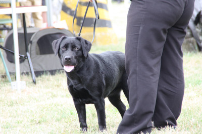 Étalon Labrador Retriever - Tudo bom Vogue