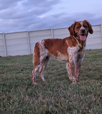 Étalon Epagneul Breton - Strass De tremouard