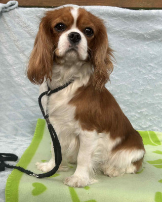 Étalon Cavalier King Charles Spaniel - victoria D'ysatis