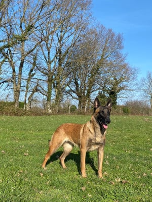 Étalon Berger Belge - Rivale Du Château Sainte Marie
