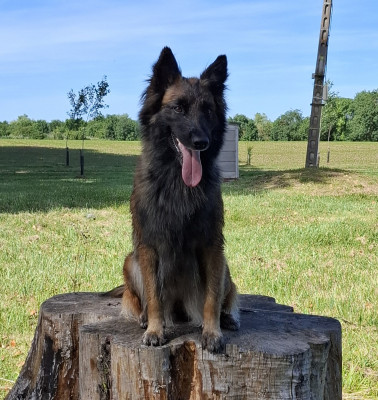 Étalon Berger Belge - Sanka Du Clos Charmoissy