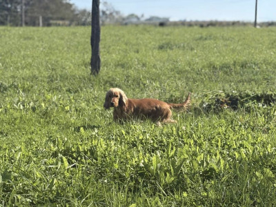 Étalon Cocker Spaniel Anglais - Vicky Des Pinscheboules