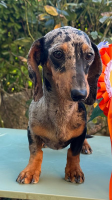 Étalon Teckel poil ras - Au sud, le mimosa des guerriers Cathares