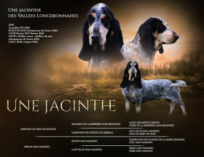 Étalon Basset bleu de Gascogne - Une jacinthe des vallées longeronnaises