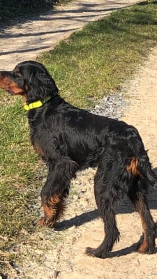 Étalon Setter Gordon - Vince de la campagne gravée