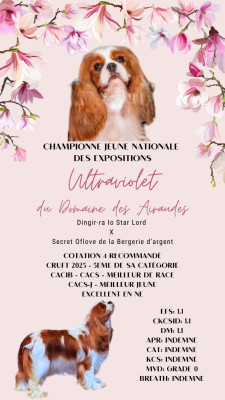 Étalon Cavalier King Charles Spaniel - CH. Ultraviolet du Domaine des Airaudes