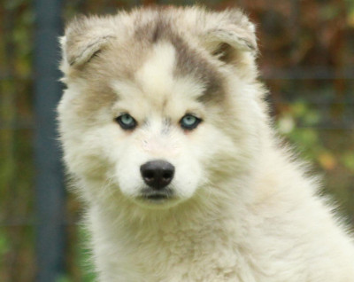 Étalon Siberian Husky - Alcateia Das Neves Amarock