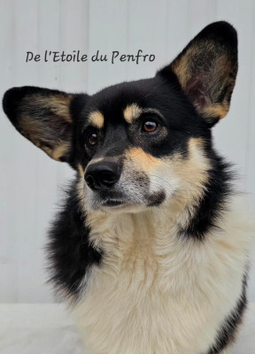 Étalon Welsh Corgi Pembroke - Choco pie plyushevyi volk