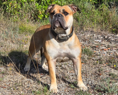 Étalon Bulldog continental - Goblins Tribe's Ugoline