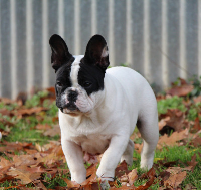 Étalon Bouledogue français - Angus des perles d'Aphrodite