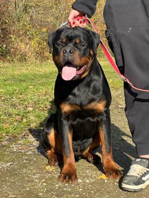 Étalon Rottweiler - Mako vom hause edelstein