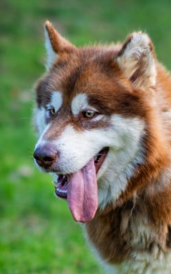 Étalon Alaskan Malamute - CH. aventuras en alaska Mohawk
