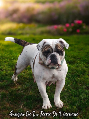 Étalon Bulldog continental - Sampsa de la Féerie de l'Hermine
