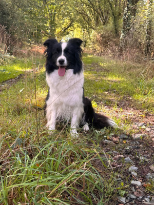 Étalon Border Collie - Baby doll unique mind fci