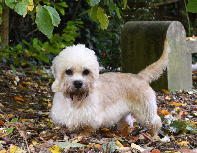 Étalon Dandie Dinmont Terrier - Ukine De La Dandiemania