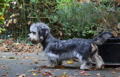 Étalon Dandie Dinmont Terrier - Flick z medunkove strane