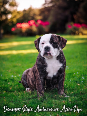 Étalon Bulldog continental - Deamon Style Audacieuse azha'lya