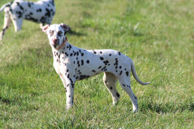 Étalon Dalmatien - Aurore Des Dalma d'Olympe