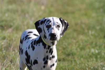 Étalon Dalmatien - Ayamé Des Dalma d'Olympe