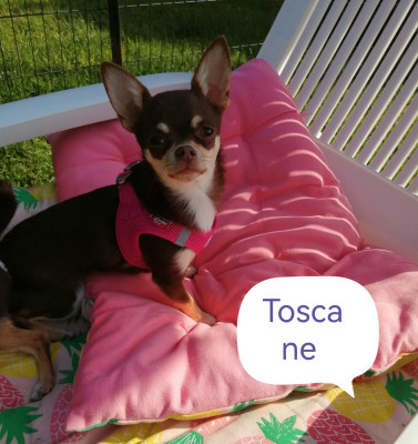 Étalon Chihuahua - Toscane Du Moulin Des Petits Gringos