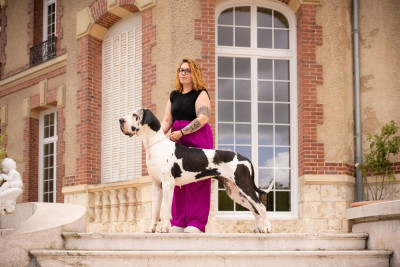 Étalon Dogue allemand - CH. Théodora de L'Ether de Pandora