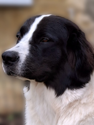 Étalon Landseer type continental europeen - Era nove mestecko