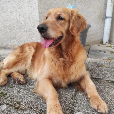 Étalon Golden Retriever - Siena Du Bois Chenes Tauzains