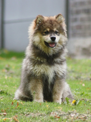 Étalon Chien finnois de Laponie - Avatar na'vi du Domaine D'Arinella Bianca