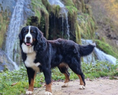 Étalon Bouvier Bernois - Rufin bernenska sfora