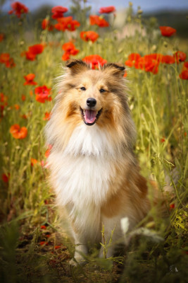Étalon Shetland Sheepdog - Ultimate gold umy de la vallée du mainland