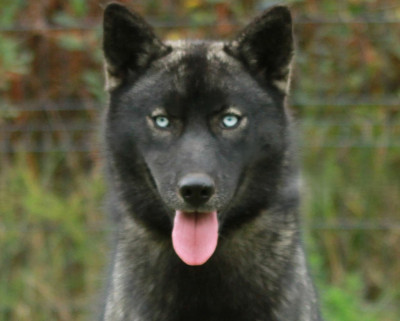 Étalon Siberian Husky - Alcateia Das Neves Aurora