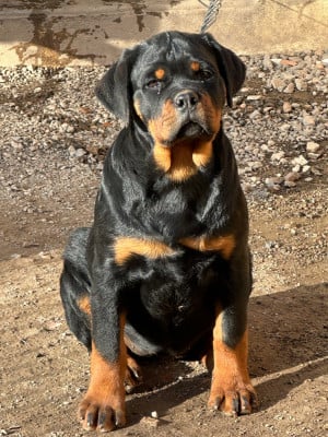 Étalon Rottweiler - Aby Du Dog-Builder