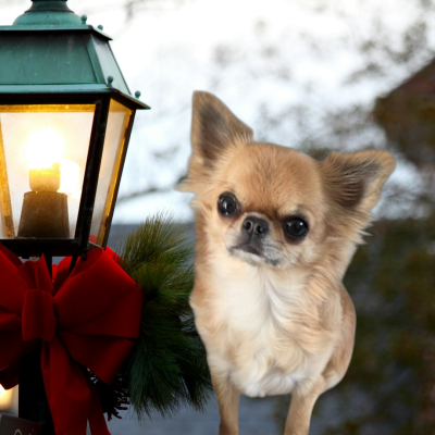 Étalon Chihuahua - CH. Ulla hoop Du Grimoire Des Nains