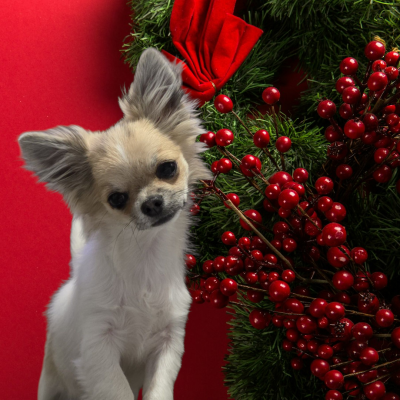 Étalon Chihuahua - Alibaba De L'empire De Ganesh