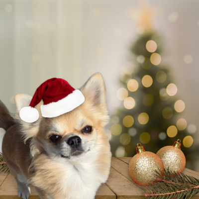 Étalon Chihuahua - CH. legado de lagos Abu dhabi