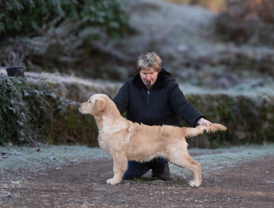 Étalon Golden Retriever - A first reign des plaines des Bruyères