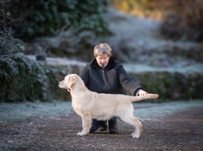 Étalon Golden Retriever - A first edition des plaines des Bruyères