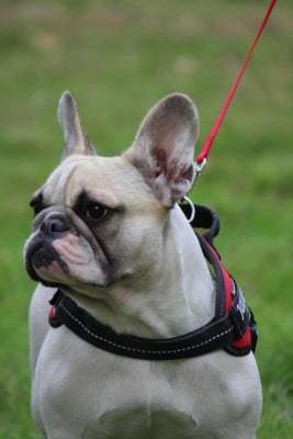 Étalon Bouledogue français - Valkyrie Bonheur D'Helia