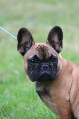 Étalon Bouledogue français - Arlo Bonheur D'Helia