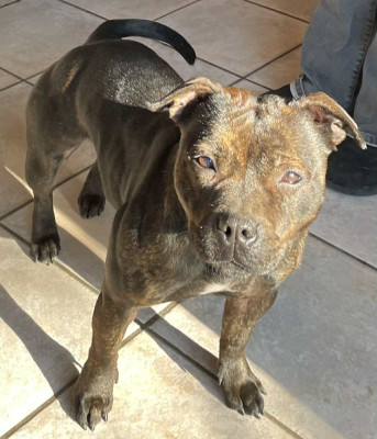 Étalon Staffordshire Bull Terrier - Very bad trip Du Domaine De Roujus