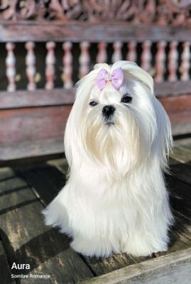 Étalon Bichon maltais - Sombre Romance Aura