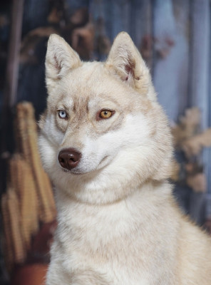 Étalon Siberian Husky - Vikings girl dit viki Of watson lake