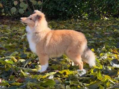Étalon Shetland Sheepdog - Blue witch Away we go