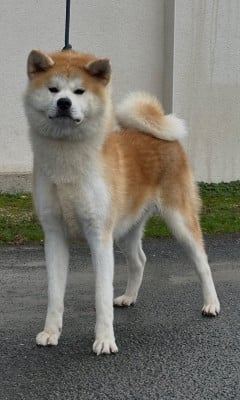 Étalon Akita - V ´HokusaÏ go du Clos des Chtis