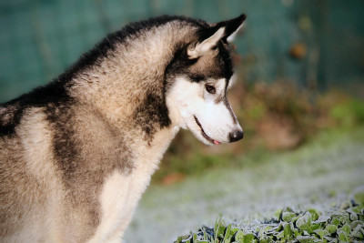 Étalon Siberian Husky - Valiant leif de Daybreak Northern