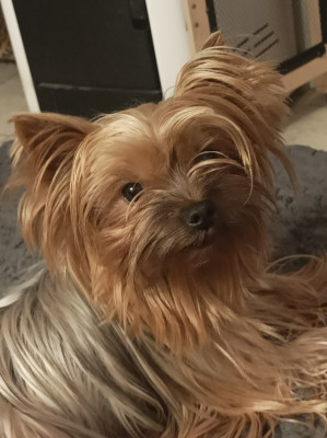 Étalon Yorkshire Terrier - Une dame de coeur Du puits des sortileges