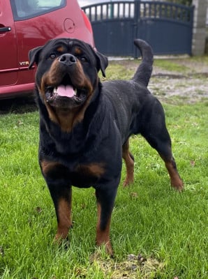 Étalon Rottweiler - Vegeta Hirten Von Rottweil